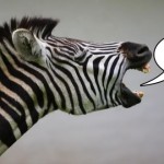 social media manager